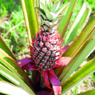An inviting view of Senteurs d'Angkor is lush garden with a pathway surrounded by vibrant flowers and tropical plants, showcasing aromatic herbs and spices.
